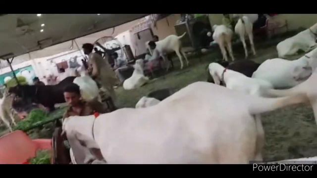 Multan ka MPA ka bakara | Mashallah | The Manan Vlog Mashallah |😍😍 смотреть онлайн