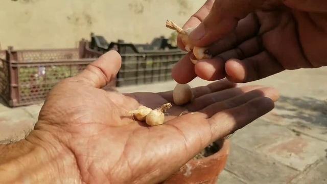 How to grow and plant #Sparaxis Bulbs with Flowers Spike tips at Asim Rooftop Garden смотреть онлайн