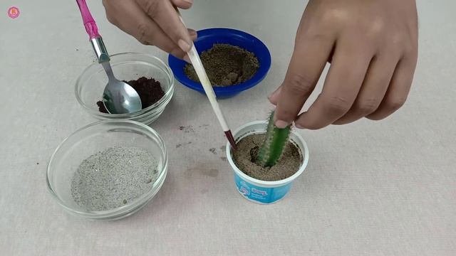 How to Propagate Blue Candle Cactus (Myrtillocactus geometrizans) from cutting | Easily grow root смотреть онлайн