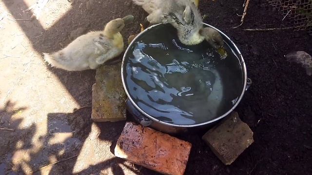 УТЯТА ПОРОДЫ "ФАВОРИТ"? С 1-70 день РАСТУТ КАК НА ДРОЖЖАХ смотреть онлайн