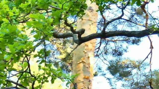 Птенцы дятла на Лесном утром 07.06.2019 в дупле и вне его на деревьях после вылета из дупла смотреть онлайн