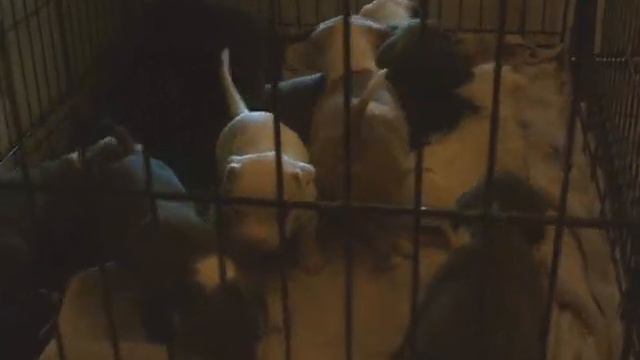 Blue and White and Gray Pitbull Puppies www.titanpitbulls.com Champion BLoodlines смотреть онлайн