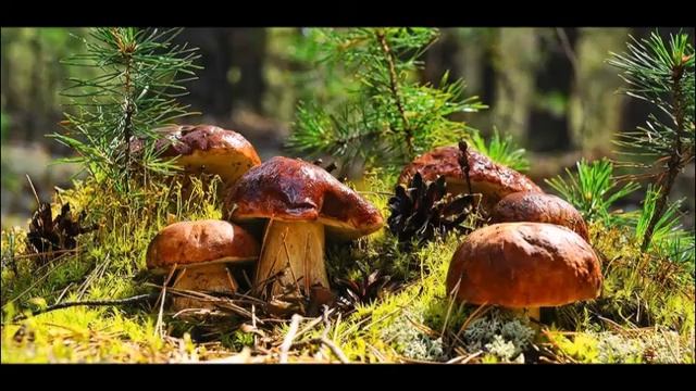 В осеннем лесу исп. Абрамова Вера, сл. Кулаев Владимир смотреть онлайн