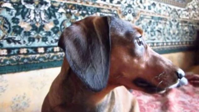 Такса требует внимания смотреть онлайн