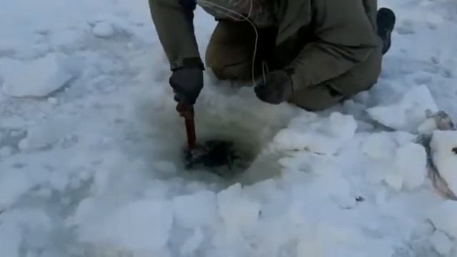 Поймали огромного тайменя на зимней рыбалке! смотреть онлайн