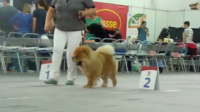 Тюмень, ЦАЦИБ, 24.07.2016, кобель-открытый смотреть онлайн