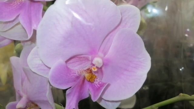 Классный завоз орхидей в гипермаркете Лента! смотреть онлайн