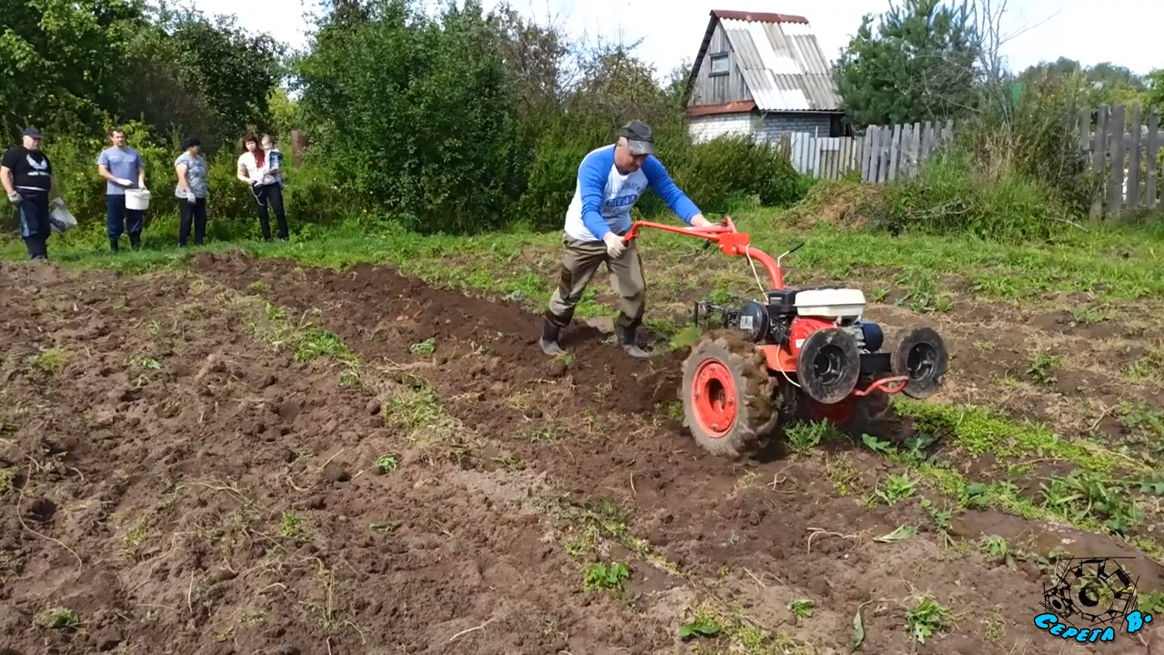 Копаем картофель мотоблоком. Неожиданно пришел начальник. смотреть онлайн