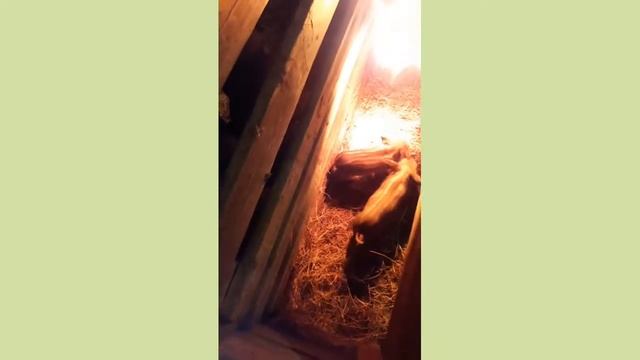 Ставим железо трёх суточным поросятам Венгерской мангалицы. смотреть онлайн