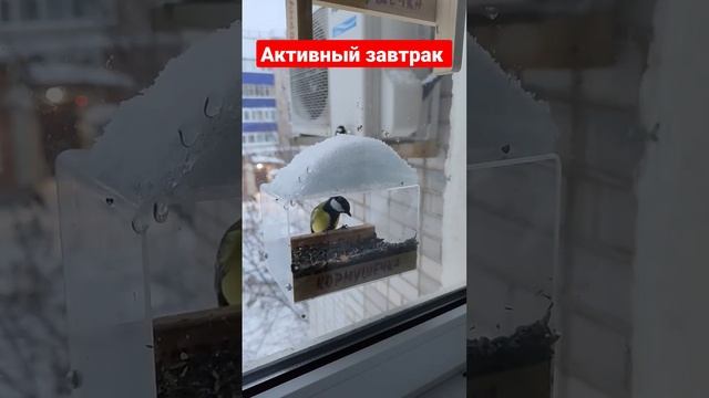 активный завтрак Кормушка для птиц на окно