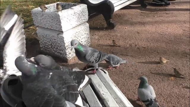 Петербург 2023. Прогулка. Часть 1. Сенная - Декабристов. 13. 10. 23. смотреть онлайн