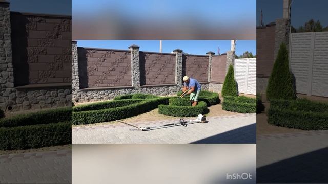 #мастерХУ #buxus #самшит #стрижкасамшита #топиарнаястрижкахвойных Стриженный самшит в классике. смотреть онлайн