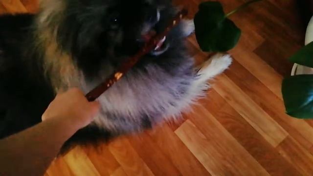 Вольфшпиц-Кеесхонд:) Ачи принеси палочку? смотреть онлайн