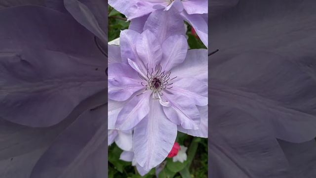 Роскошный  Рефлекшн