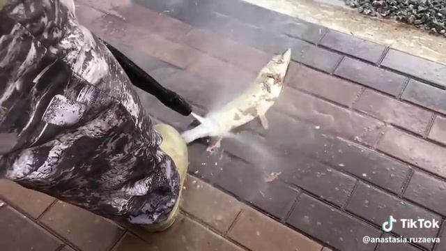 Чистка рыбы для ленивых смотреть онлайн