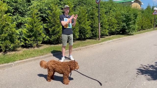 Как обучить собаку команде "ко мне" и гулять без поводка. Часть 2. смотреть онлайн
