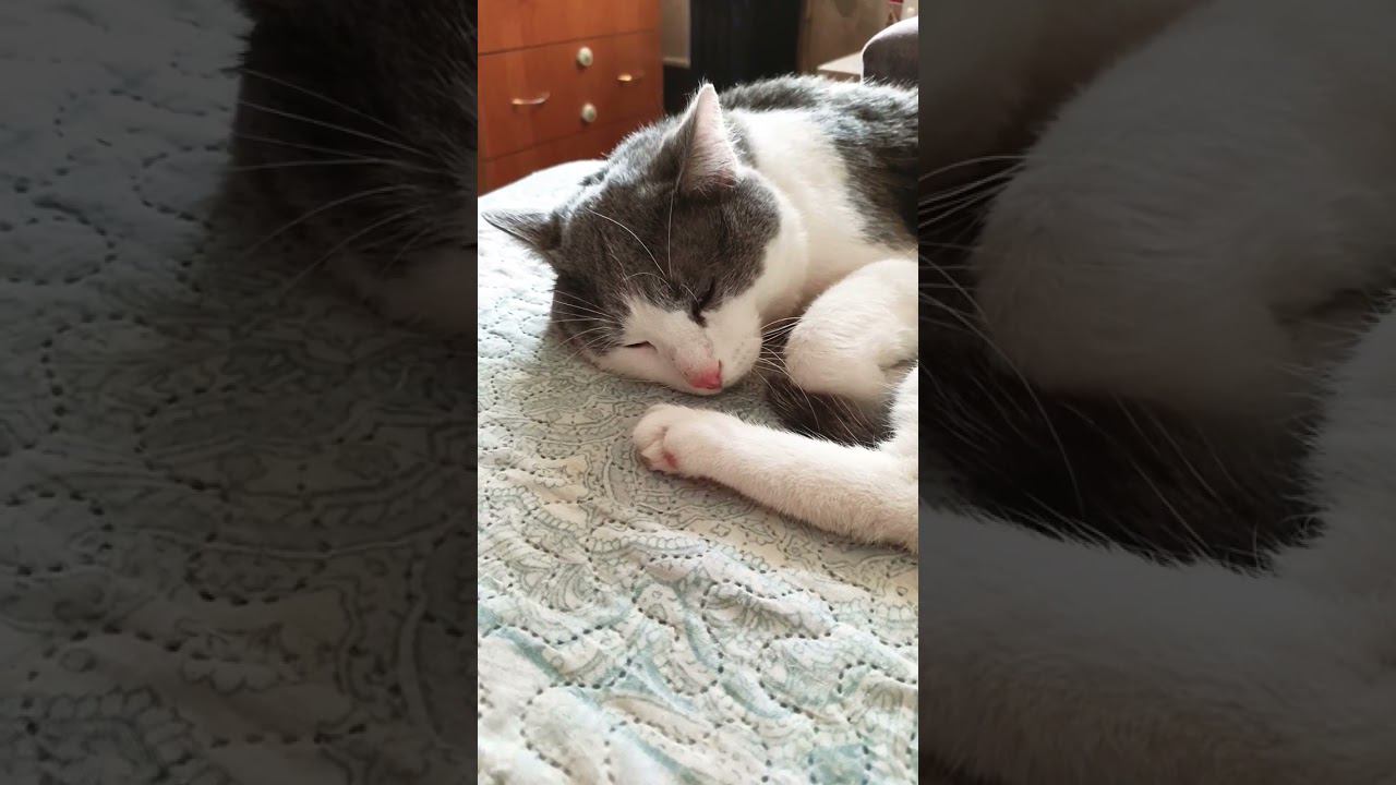 Хорошо быть котом. #мурзик #питомец #кот #лайк #хорошо #отдых #приколы #котики смотреть онлайн