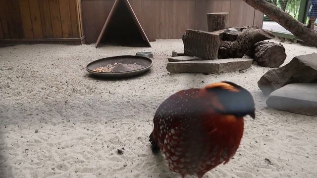 РОСТОВСКИЙ ЗООПАРК 2021//ПЕРЕСМОТРЕЛИ ПОЧТИ ВСЕХ ПТИЦ//ТЕРРАРИУМ #зоопарк#ростов#ростовскийзоопарк смотреть онлайн