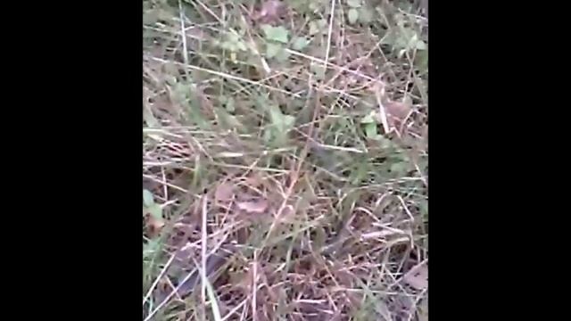 змея уж смотреть всем. смотреть онлайн