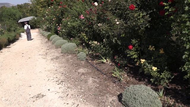 цветение роз, стрижка сантолины и полыни, садовые ножницы, питомник роз полины козловой rozarium.bi смотреть онлайн