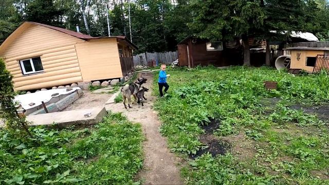 Мальчишка Воспитывает Волка и Волкодавов Гампр/ Волчонок Луна Ахиллес Жорик смотреть онлайн