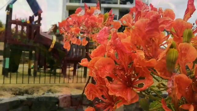 НЕ ВЫШИВАЛЬНОЕ/FLAMBOYAN /ОГНЕННОЕ ДЕРЕВО/ ДЛЯ ВДОХНОВЕНИЯ/ПАНАМА смотреть онлайн