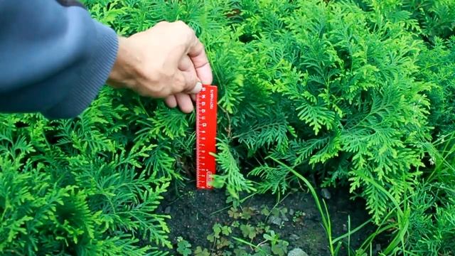 Сеянцы туи западной Брабант (3-х летка) в питомнике "Хвойный дворик" - сезон осень 2019 смотреть онлайн
