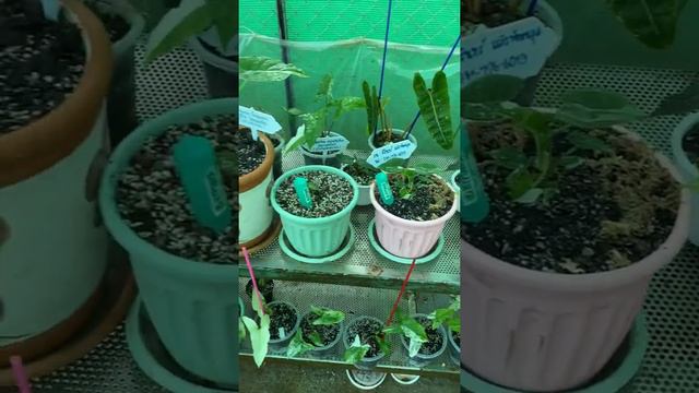 Alocasia Colocasia Syngonium Epipremnum Philodendron смотреть онлайн