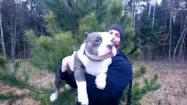 Американский булли покет Слэшер