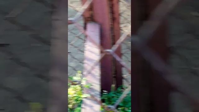 ЯПОНСКАЯ МАКАКА КУШАЕТ ЛИСТИКИ смотреть онлайн