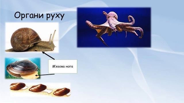 Молюски смотреть онлайн