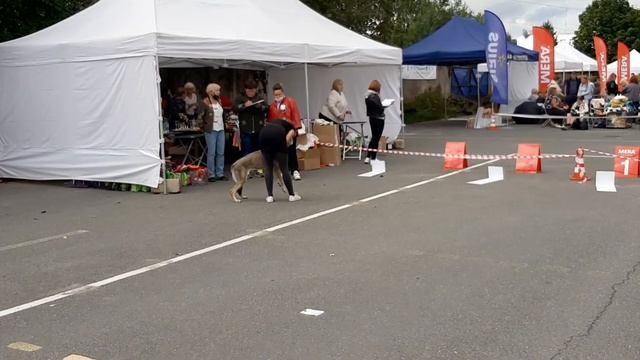 Чехословацкая Волчья Собака. Dog Show смотреть онлайн