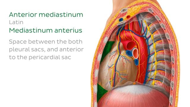 Средостение - Анатомия человека | Kenhub