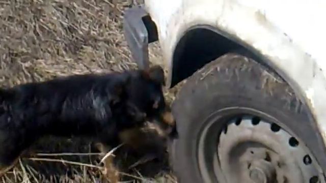 собака бэтмен смотреть онлайн