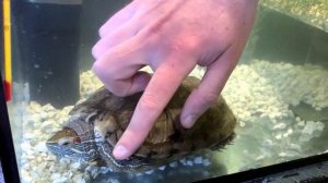 Как гладить черепаху и приручить ее