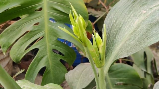 Amazon Lily (eucharis amazonica) - February Fervour смотреть онлайн