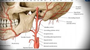 Анатомия с АВ. Общая и наружная сонные артерии (a. carotis communis et externa).