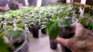 Рассада помидор вытянулась. Как избежать вытягивания.