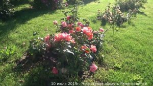 Видео обзор розы Монинг Сан (Флорибунда)  - Morning Sun (Tantau 2016)