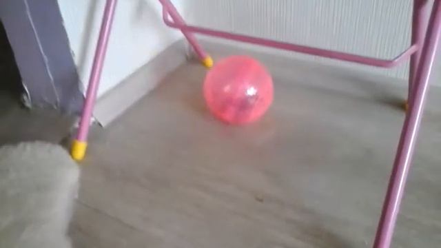 Гуляем с хомяком смотреть онлайн