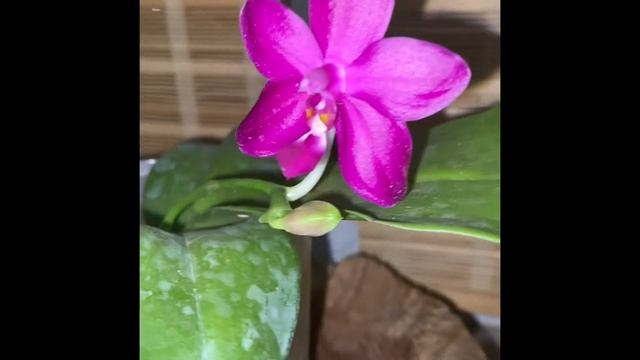 Phalaenopsis Yaphon lueddemanniana Star смотреть онлайн