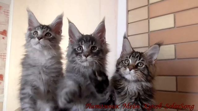 Котята Мейн Кун 5.01.17. 3 месяца смотреть онлайн