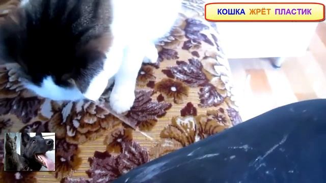 Кошка жрёт пластик! Ну очень странное животное! смотреть онлайн