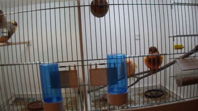 Норвичская канарейка Поют самцы норвичи смотреть онлайн