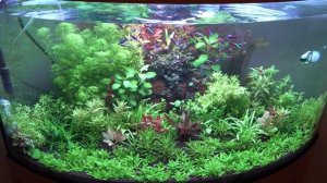 Запускаем купленную рыбу в свой аквариум правильно.Карантин