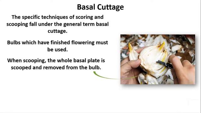 HOW TO PROPAGATE BULBS FOR PROFIT