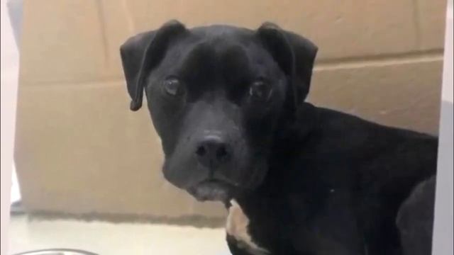 Хозяин бросил свою собаку на обочине, а тот так и не сошел с этого места... смотреть онлайн