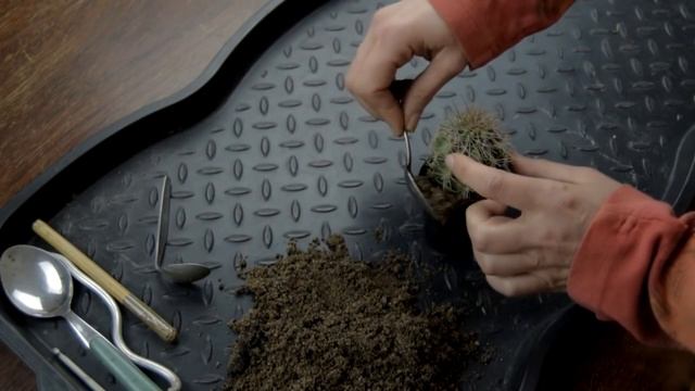 Re-potting a Saguaro cactus ( Carnegiea gigantea ) смотреть онлайн