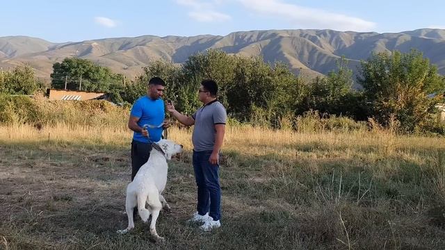 Пк Зорбат Вагис смотреть онлайн