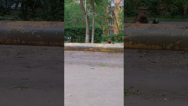 Трой на тренировке смотреть онлайн